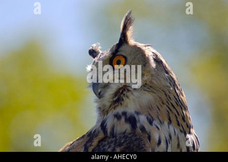 Primo piano di un gufo di aquila turmena (una sottospecie del gufo eurasiatico) all'aperto in un santuario per uccelli. Foto Stock