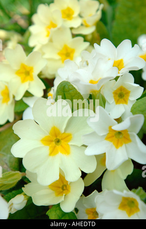 Il bianco e il giallo di primule PRIMULA VULGARIS crescente selvatici REGNO UNITO Foto Stock