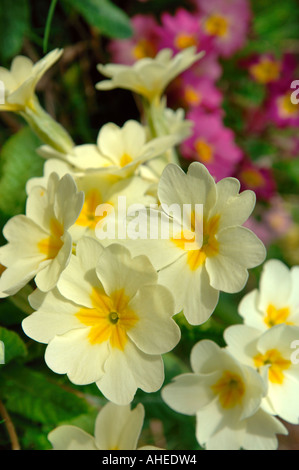 Il bianco e il giallo di primule PRIMULA VULGARIS crescente selvatici REGNO UNITO Foto Stock