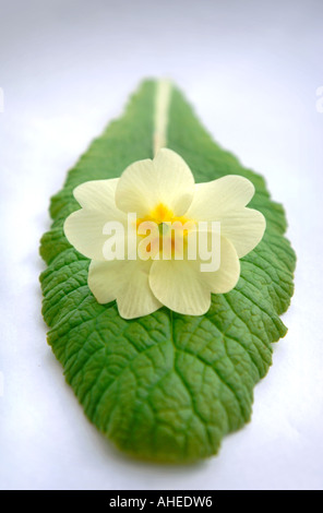 Un studio shot di un unico colore giallo pallido fiore di primula PRIMULA VULGARIS in appoggio su una foglia Foto Stock