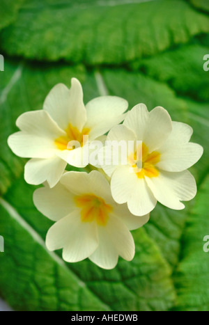 Un studio SHOT DI TRE giallo pallido fiori di primula PRIMULA VULGARIS appoggiato alcune foglie Foto Stock