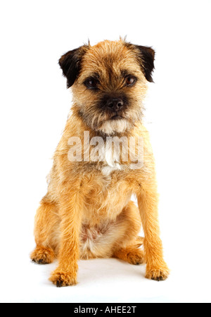 Giovani e active english border terrier Foto Stock