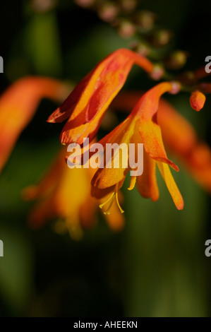 Orange Crocosmia close-up Foto Stock