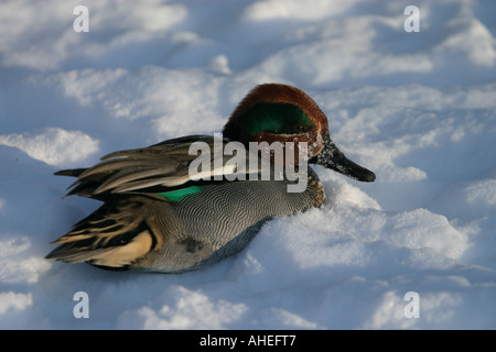 Comune maschio teal (Anas crecca) appoggiato sulla neve Foto Stock