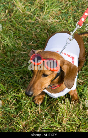 Gog indossando occhiali da sole Foto Stock