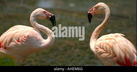 Due adulti rosa Fenicotteri cileni Phoenicopterus chilensis presso il Lincoln Park Zoo, Chicago, IL, Stati Uniti d'America Foto Stock