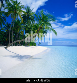 Un quadro idilliaco di una inclinazione palme getta un' ombra su una spiaggia di sabbia bianca e poco profonde acque chiare su Kuda Bandos Maldive Foto Stock