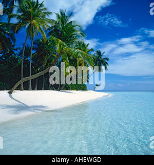 Un quadro idilliaco di una inclinazione palme getta un' ombra su una spiaggia di sabbia bianca e poco profonde acque chiare su Kuda Bandos Maldive Foto Stock