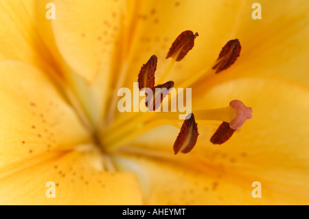 Giallo arancio giglio asiatico vicino su di un fiore pistillo e stami Foto Stock