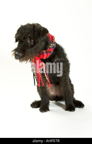 Cane nero che indossa una sciarpa Foto Stock