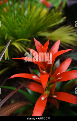 GUZMANIA in un giardino tropicale REGNO UNITO Foto Stock