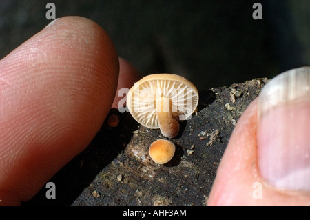 Piccolo fungo tappo con le dita e il pollice- TOADSTOOL Foto Stock