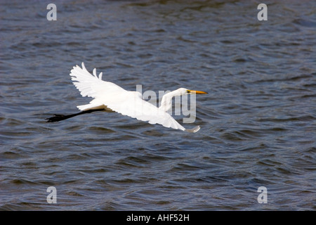 Airone bianco maggiore in volo su una palude salata Edwin B Forsythe Natinal Wildlife Refuge NJ USA Foto Stock
