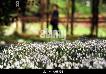 Snowdrops in bloom in the Rococo Garden at Painswick House Gloucestershire UK. Foto Stock