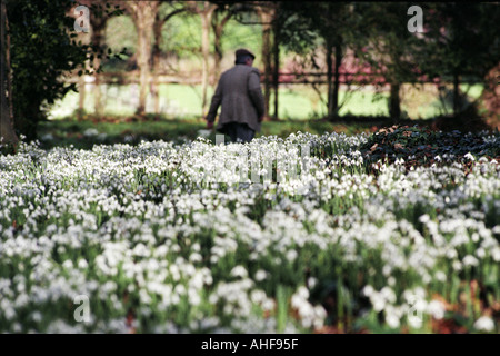 Snowdrops in bloom in the Rococo Garden at Painswick House Gloucestershire UK 2 February 1999 Foto Stock