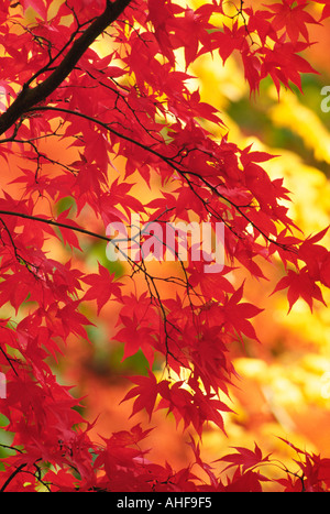 Maple Tree With Fall Foliage University Of Washington Arboretum Seattle Washington Foto Stock