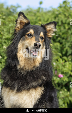 Harz fox - Ritratto Foto Stock