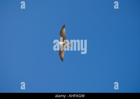 Giovani aringhe Gull sea gull uccello in volo ali distese Foto Stock