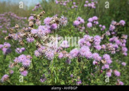 Fiori viola di cardi nel paese siepe, Suffolk, Inghilterra, Regno Unito Foto Stock