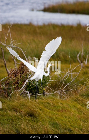 Airone bianco maggiore di decollare in Edwin B Forsythe National Wildlife Refuge NJ Foto Stock