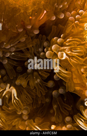 Underwater Bonaire - Anemone di ramificazione Foto Stock