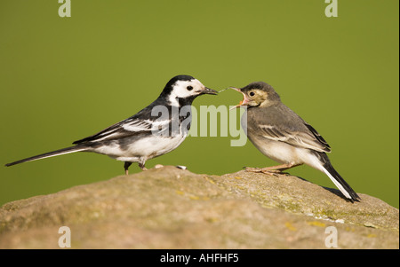 Pied Wagtail Motacilla alba yarrellii Foto Stock