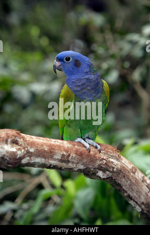 Testa blu parrot Pionus menstruus Brasile Foto Stock