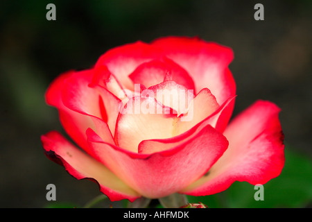 Close up Rosa "Hannah Gordon' Foto Stock