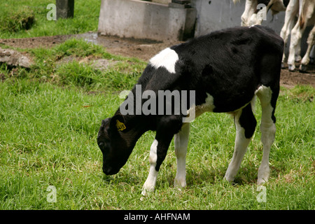 Holstein mucche frisone mangiare erba in una fattoria in Cerro Punta Chiriqui Repubblica di Panama America Centrale Foto Stock