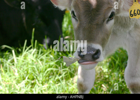 Le mucche mangiano l'erba ad una fattoria in Cerro Punta Chiriqui Provincia Panama Foto Stock
