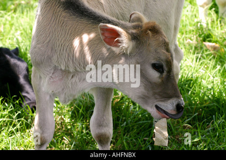Le mucche mangiano l'erba ad una fattoria in Cerro Punta Chiriqui Provincia Panama Foto Stock
