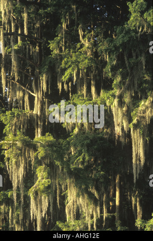 Muschio spagnolo in alberi, Mississippi, STATI UNITI D'AMERICA Foto Stock