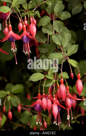 Fuchsia in fiore Foto Stock