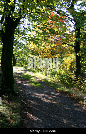 Un sentiero forestale circondato da alberi verdi e di colore autunnale, con luce solare che filtra tra le foglie della Repubblica Ceca Foto Stock