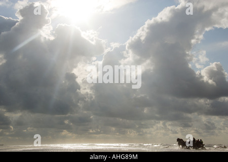 Cavalli con carrello Foto Stock