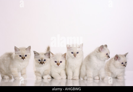 Sei gatti Sacri di Birmania gattini Foto Stock