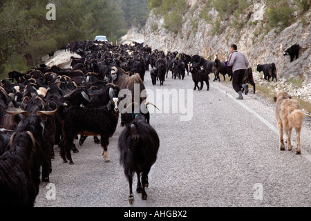 Gli ovini e i caprini che viene spostato lungo la strada per il pascolo estivo nelle montagne del sud della Turchia. Foto Stock