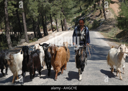 Bagno turco uomo sulla strada con i loro greggi di capre in cerca di pascoli in montagna del sud della Turchia. Foto Stock