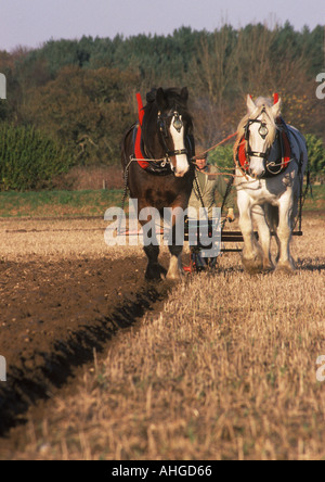 Due Shire cavalli e un uomo arando Foto Stock