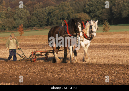 Una coppia di Shire cavalli aratura Foto Stock