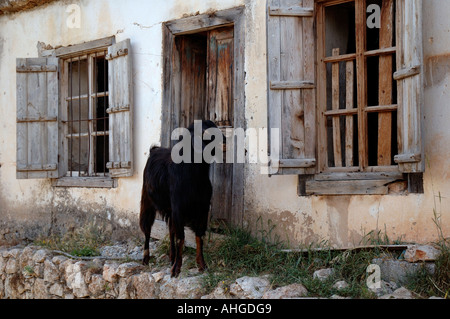 Capra in uscita di una casa sulla strada rurale nella Turchia meridionale. Foto Stock