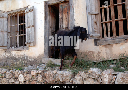 Capra in uscita di una casa sulla strada rurale nella Turchia meridionale. Foto Stock