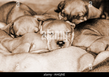 cuccioli marrone Foto Stock