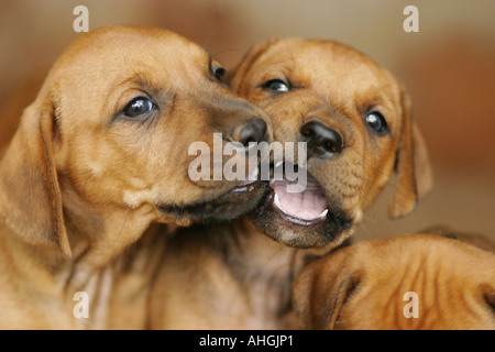 cuccioli marrone Foto Stock