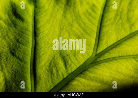 Foglia retroilluminati Foto Stock