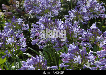 Agapanthus praecox subsp Praecox Foto Stock
