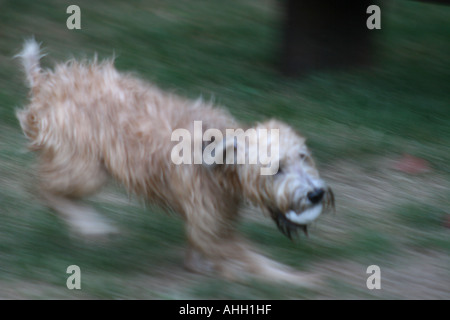 Wheaten Terrier cane bagnato e in esecuzione con sfera Foto Stock