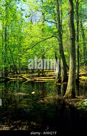 Gomma molla di palude Cades Cove Great Smoky Mountains National Park TN Foto Stock
