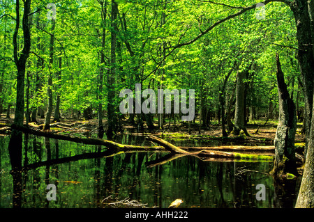 Gomma molla di palude Cades Cove Great Smoky Mountains National Park TN Foto Stock