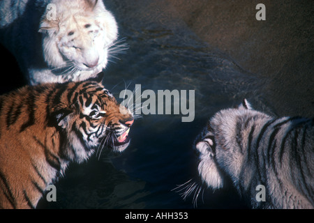 Tre tigri Foto Stock